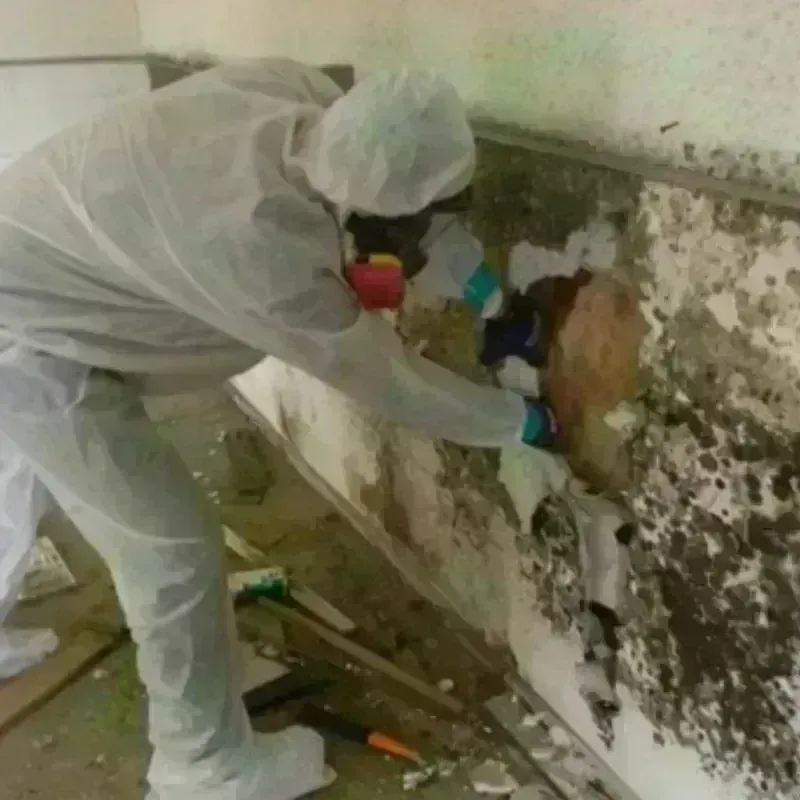 Mold Remediation and Removal in Allamakee County, IA